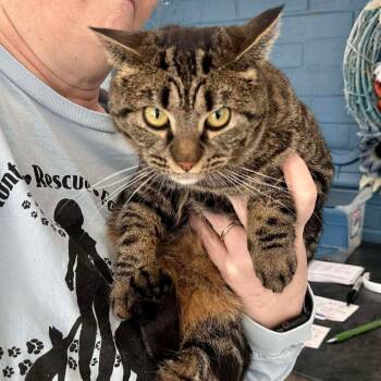 Domestic Short Hair Cats Available for Adoption - Gypsy | PetCurious