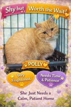 Tabby Cats Available for Adoption - Polly (FCID# 01/19/2026 - 901) | PetCurious