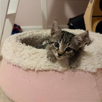 Foxy -  Domestic Short Hair Cat for Adoption in Cumming, Georgia - Foxy | PetCurious