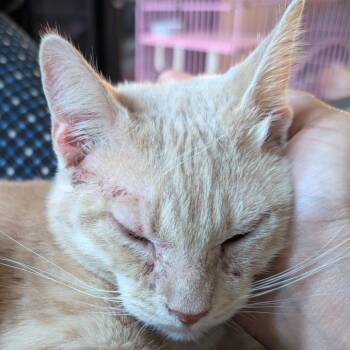 Domestic Short Hair Cats Available for Adoption in Long Beach, California - Peach Blossom | PetCurious