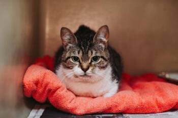 93307a Rosemary -  Domestic Short Hair Cat for Adoption in North Charleston, South Carolina - 93307a Rosemary | PetCurious