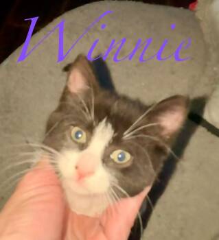 Pumpkin & Winnie -  American Shorthair Cat for Adoption in New Bedford, Massachusetts - Pumpkin & Winnie | PetCurious