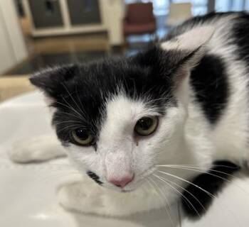 Moomoo -  Domestic Short Hair Cat for Adoption in Cincinnati, Ohio - Moomoo | PetCurious