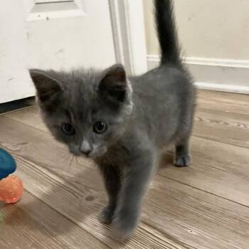 Elynar -  Domestic Short Hair Cat for Adoption in Fredericksburg, Virginia - Elynar | PetCurious