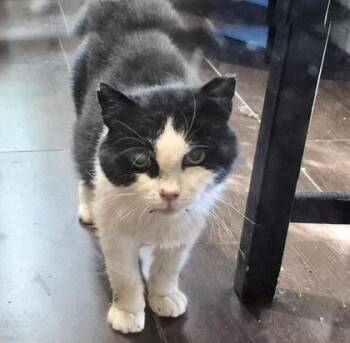 Tommy -  Tuxedo and Domestic Short Hair Cat for Adoption in Vaughan, Ontario - Tommy | PetCurious