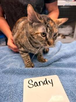 Sandy -  Domestic Short Hair Cat for Adoption in Vancouver, Washington - Sandy | PetCurious