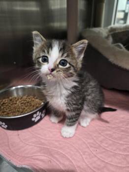 Domestic Medium Hair Cats Available for Adoption - Hissmaster 3000 | PetCurious