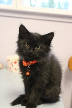 Rescue Domestic Medium Hair Cats for Adoption in Weaverville, California - Tac | PetCurious