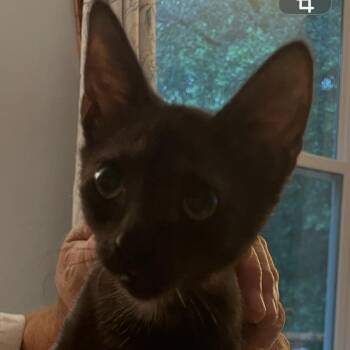 Perla Mouse-TL -  Domestic Short Hair Cat for Adoption in Tallahassee, Florida - Perla Mouse-TL | PetCurious