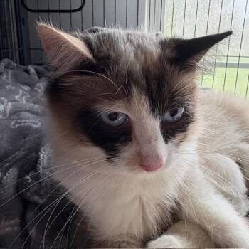 Snowshoe Cats Available for Adoption - Shelby | PetCurious