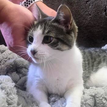 Miss Winifred Whiskers C12602 -  Domestic Short Hair Cat for Adoption - Miss Winifred Whiskers C12602 | PetCurious