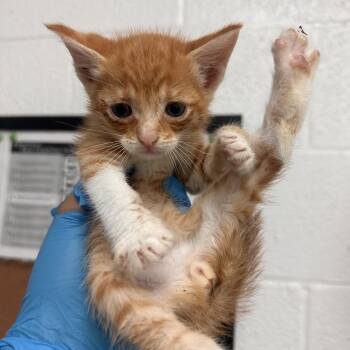 Domestic Short Hair Cats Available for Adoption in Edinburg, Texas - Mad Max | PetCurious