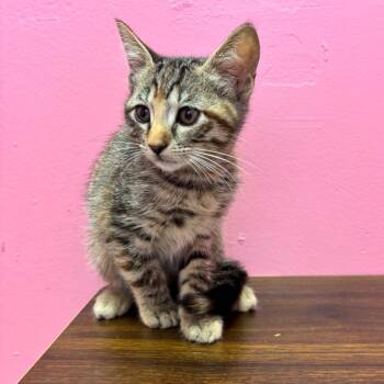 Angela -  Domestic Short Hair Cat for Adoption in Webster, Texas - Angela | PetCurious
