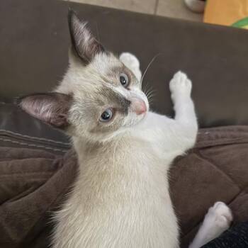 Odin -  Snowshoe and Domestic Short Hair Cat for Adoption in Tustin, California - Odin | PetCurious