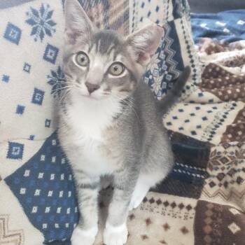 Buggy -  Domestic Short Hair Cat for Adoption in Panama City, Florida - Buggy | PetCurious