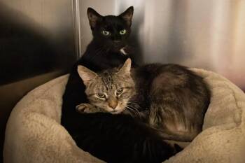 Chimney (FDID# 08/20/2026 - 74 Trainer) -  Domestic Short Hair Cat for Adoption in Greenville, Delaware - Chimney (FDID# 08/20/2026 - 74 Trainer) | PetCurious