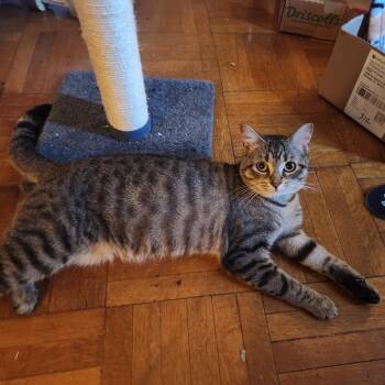 Pequod -  Domestic Short Hair Cat for Adoption in Evanston, Illinois - Pequod | PetCurious