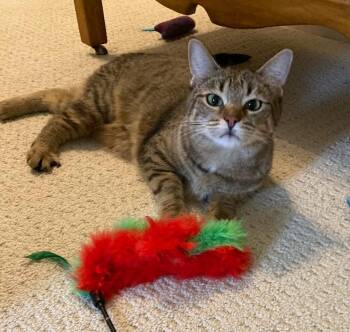 Sarah 14 mos -  Tabby Cat for Adoption in London, Ontario - Sarah 14 Mos | PetCurious