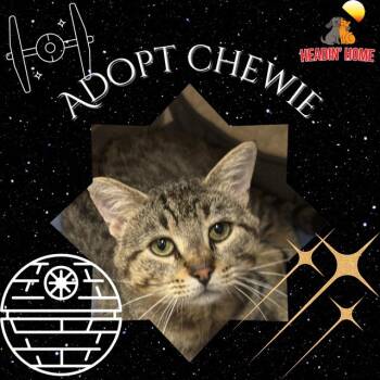 Chewie -  Domestic Short Hair Cat for Adoption in Holland, Michigan - Chewie | PetCurious