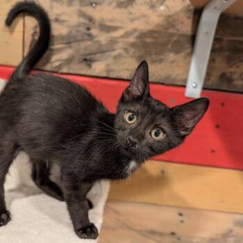 Keister -  Domestic Short Hair Cat for Adoption in Cape Girardeau, Missouri - Keister | PetCurious