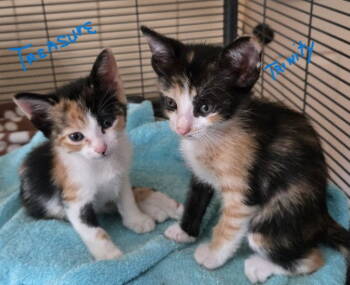 Rescue Calico and Domestic Short Hair Cats for Adoption in Magnolia Springs, Alabama - Treasure | PetCurious