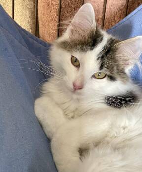 Ernestine -  Domestic Long Hair Cat for Adoption in Lacon, Illinois - Ernestine | PetCurious