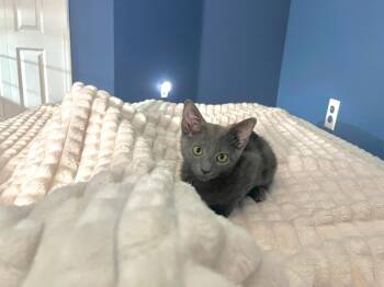 Rescue Domestic Short Hair Cats for Adoption in Quail Heights, Florida - Tom | PetCurious