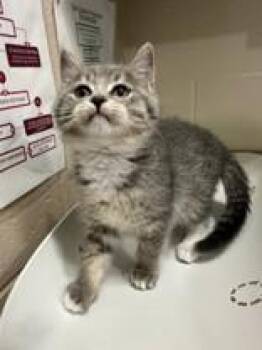 Rescue Domestic Short Hair Cats for Adoption in Manitowoc, Wisconsin - Misfit | PetCurious
