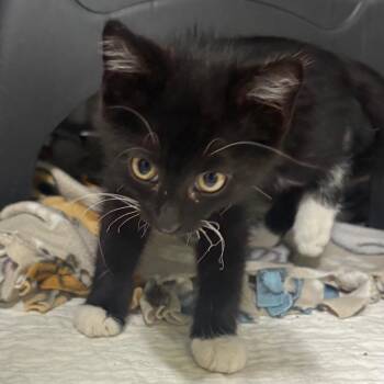 Barney -  Domestic Long Hair Cat for Adoption in Brookfield, Missouri - Barney | PetCurious