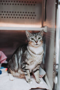 Rescue Domestic Short Hair Cats for Adoption in North Charleston, South Carolina - 88894a Zuul- Pounce Cat Cafe | PetCurious