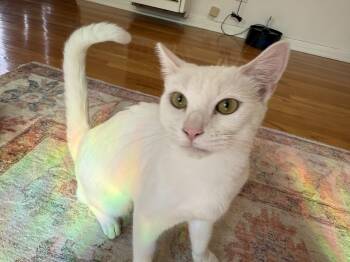 Rescue Domestic Short Hair Cats for Adoption in Los Angeles, California - Ollie | PetCurious