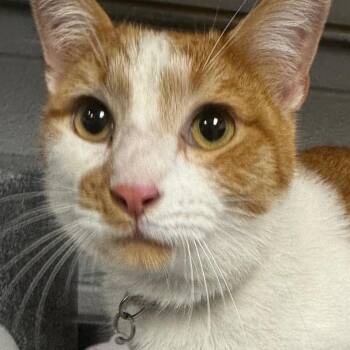 Domestic Short Hair Cats Available for Adoption in Greenville, South Carolina - Cornbread | PetCurious