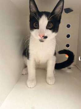 IKE -  Domestic Short Hair Cat for Adoption in Ontario, California - IKE | PetCurious