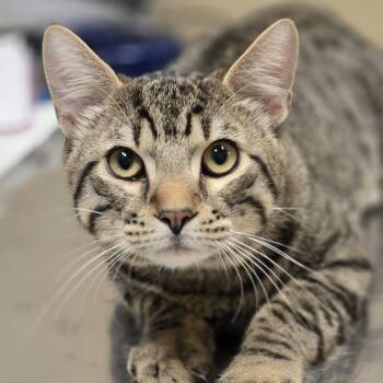Jeff -  Domestic Short Hair Cat for Adoption in Wickenburg, Arizona - Jeff | PetCurious