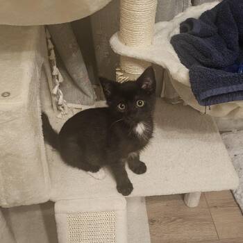 Leo -  Domestic Short Hair Cat for Adoption in Bellmawr, New Jersey - Leo | PetCurious