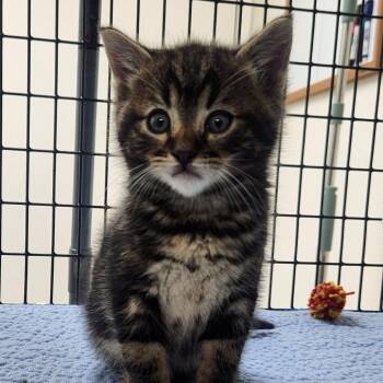 Wobbles -  Domestic Medium Hair Cat for Adoption in Belfair, Washington - Wobbles | PetCurious