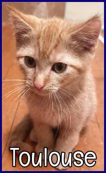 Domestic Medium Hair Cats Available for Adoption in Valley City, North Dakota - Toulouse | PetCurious