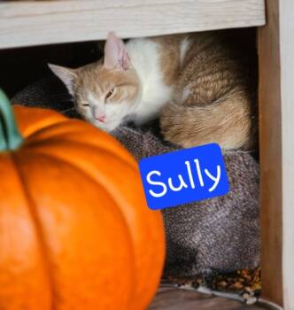 Rescue Domestic Short Hair Cats for Adoption in Jim Thorpe, Pennsylvania - Sully | PetCurious