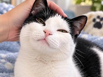 Charon -  Domestic Short Hair Cat for Adoption in Great Neck, New York - Charon | PetCurious