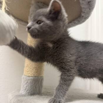 Russian Blue and Domestic Short Hair Cats Available for Adoption in Chattanooga, Tennessee - Kujo | PetCurious