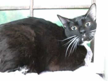 Domestic Short Hair Cats Available for Adoption in Houston, Texas - HARRISON | PetCurious