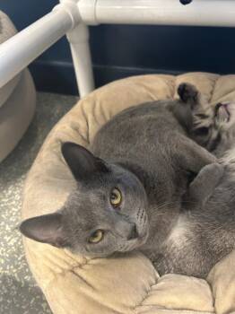 Rescue Domestic Short Hair Cats for Adoption in North Haven, Connecticut - Rhythm | PetCurious