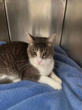 Cirrus -  Domestic Short Hair Cat for Adoption in North Richland Hills, Texas - Cirrus | PetCurious