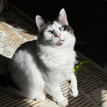 Domestic Medium Hair Cats Available for Adoption - Milo | PetCurious
