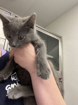 Rescue Domestic Short Hair Cats for Adoption in New Kensington, Pennsylvania - Frosty | PetCurious