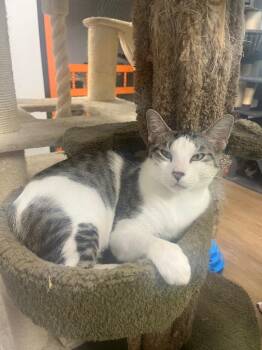 Peaches -  Domestic Short Hair Cat for Adoption in Corpus Christi, Texas - Peaches | PetCurious