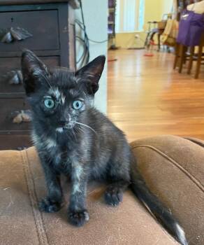 Domestic Short Hair Cats Available for Adoption in Gorham, Maine - North Star | PetCurious