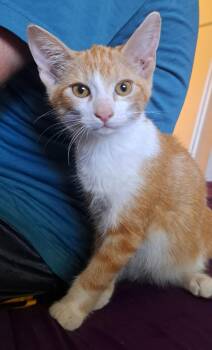 Colby -  Domestic Short Hair Cat for Adoption in San Tan Valley, Arizona - Colby | PetCurious
