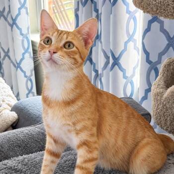 Brie -  Domestic Short Hair Cat for Adoption in Lewisville, Texas - Brie | PetCurious