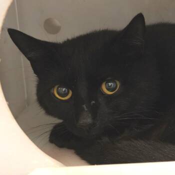 Domestic Short Hair Cats Available for Adoption in Gloucester, Virginia - Microwave Beep | PetCurious